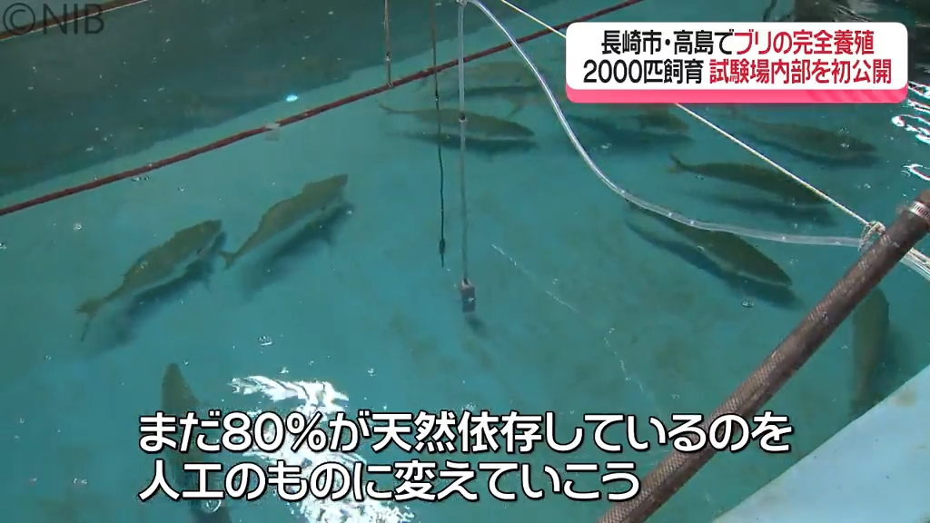 海外では天然より養殖が好まれる」“ブリの完全養殖”に目指す
