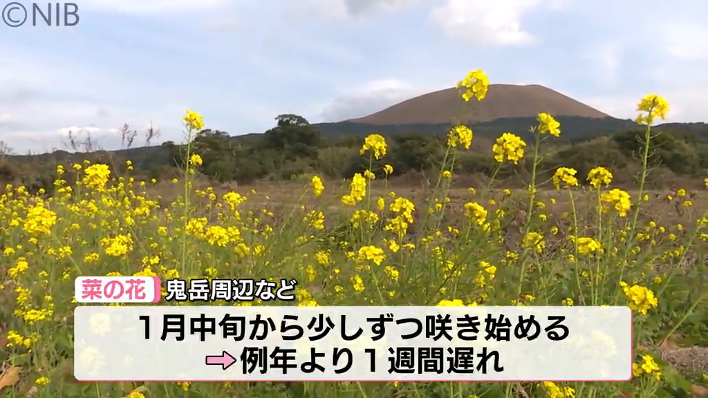 例年より1週間遅れか 春を呼ぶ花「菜の花」五島市鬼岳周辺などで咲き