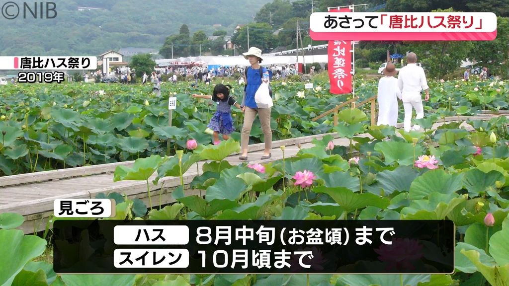 “唐比ハス祭り” 七夕の日に5年ぶり開催へ　20種類の「ハス」と15種類の「スイレン」咲く《長崎》