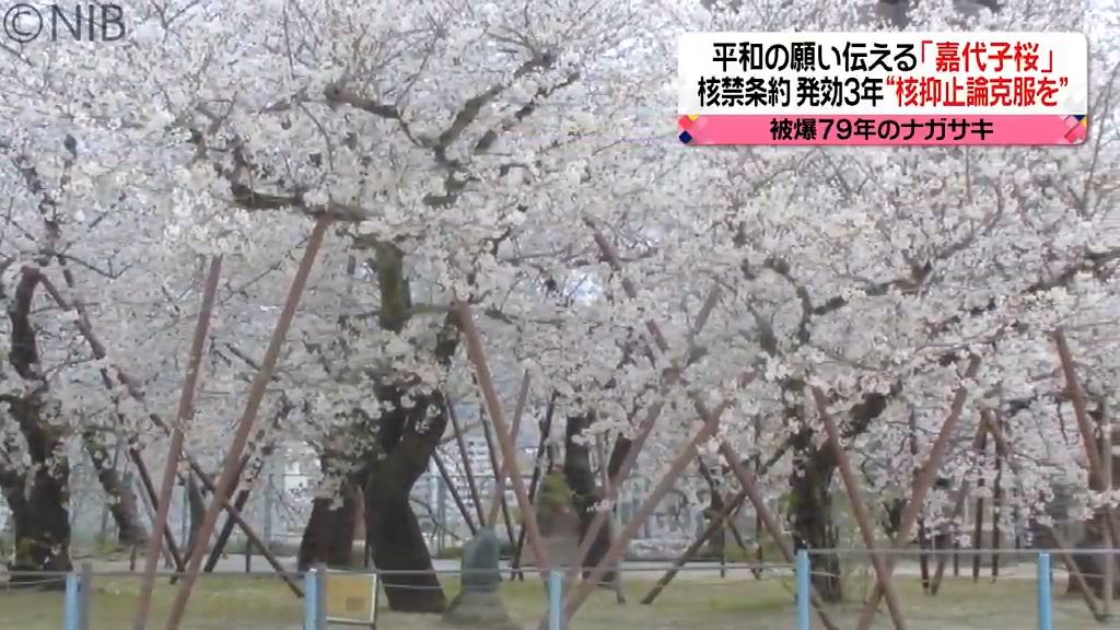 嘉代子桜の原木が植えられたのは75年前