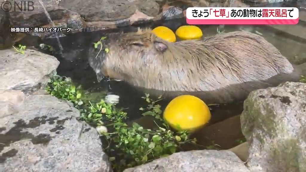 七草の節句に露天風呂「七草ヶ湯」　長崎バイオパークの人気者も1年の無病息災願う《長崎》