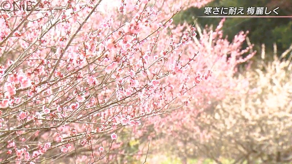 【春の便り】愛らしい花 “香りと色合い”が見事　県内有数の梅園「虎馬園」《長崎》