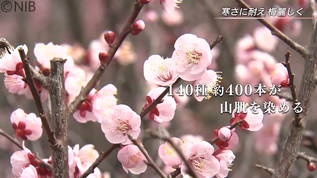 140種類、400本の梅の花が山肌を染める　長崎市「虎馬園」《長崎》