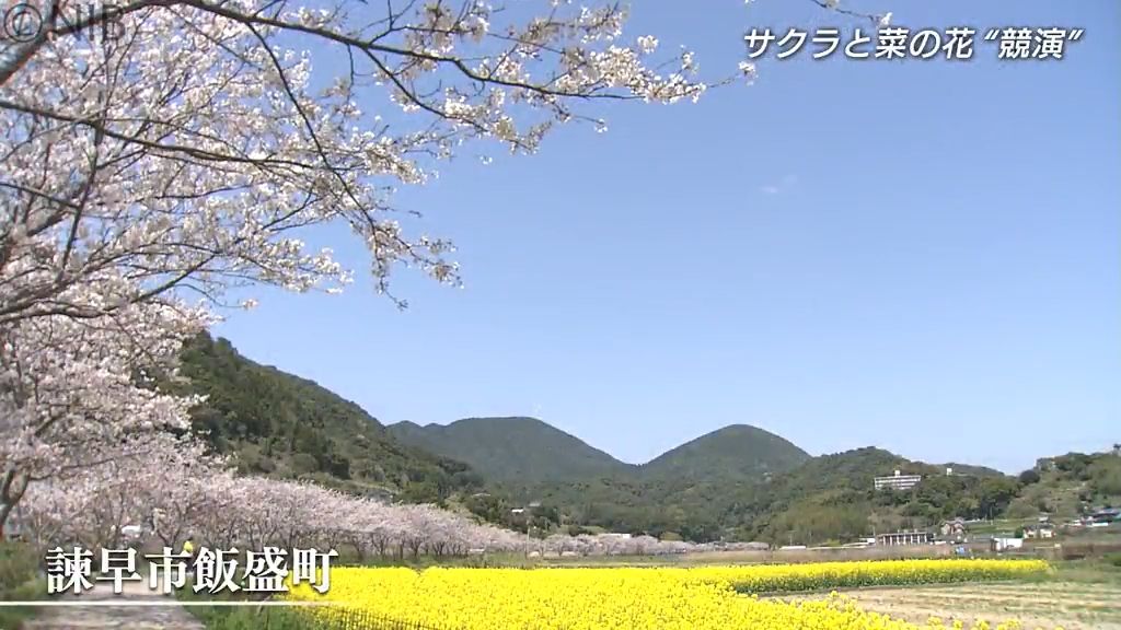 サクラと菜の花のコラボレーション「諫早市田結川沿いの春」夜はライトアップも《長崎》