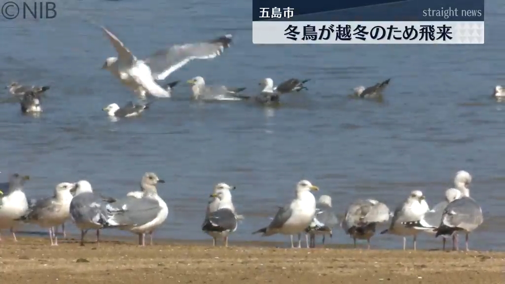 カモメの仲間たちが海を乱舞する美しい風景 五島市の養殖場や海岸に