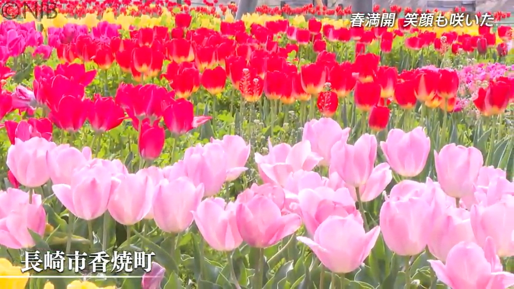 春らんまんで花見客にぎわう」サクラにチューリップが彩る長崎市南部の