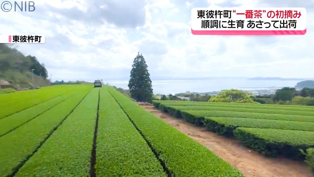 今年は香りも強い良い出来　東彼杵町で “一番茶”の初摘み「急須で淹れる茶 楽しんで」《長崎》