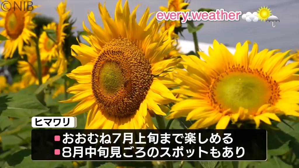 大村市内9か所の“ひまわりスポット”がチェックできる「大村市ひまわり