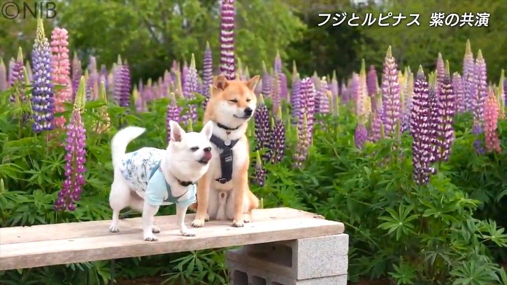 花言葉は“優しさ”と“歓迎”　彩り豊かな「藤の花」がルピナスと共演　大村市みやざき園で見ごろに《長崎》