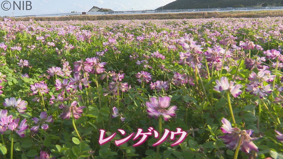 蝶のような形の小ぶりの花びら“春を告げる”レンゲソウ 五島市で今月いっぱい見ごろ《長崎》