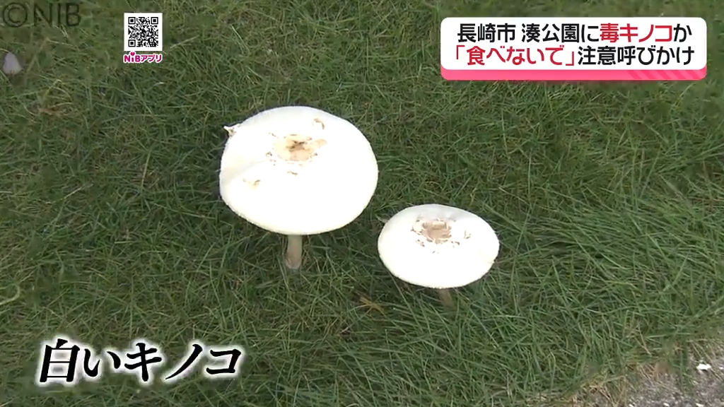 独自】毒キノコにご用心！「長崎市の観光地で白いキノコ発見」食べると