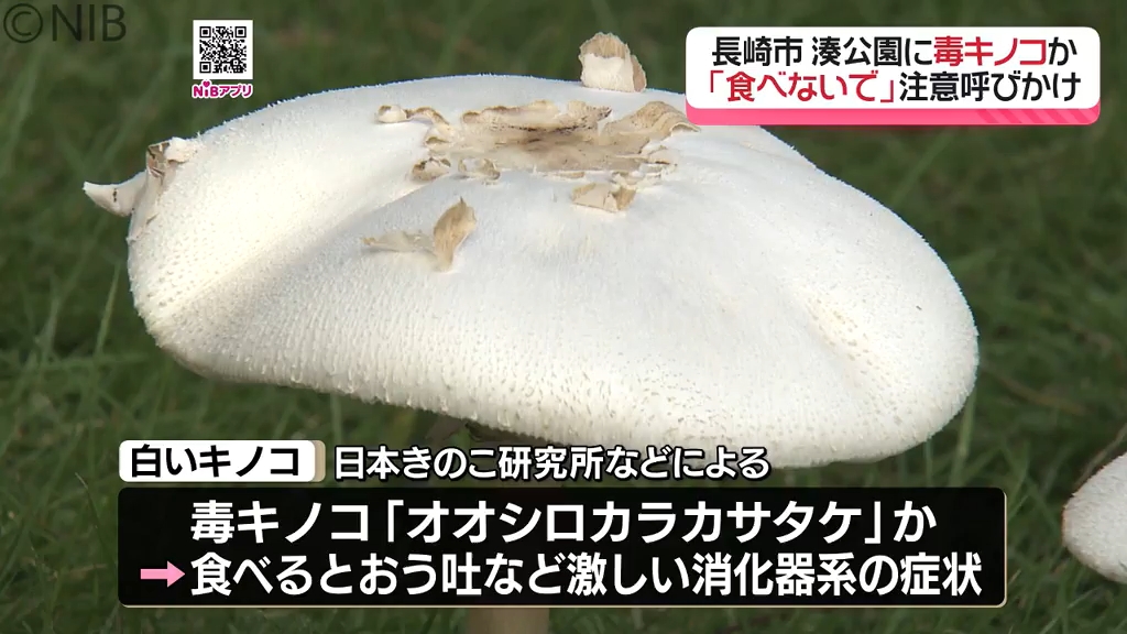 独自】毒キノコにご用心！「長崎市の観光地で白いキノコ発見」食べると