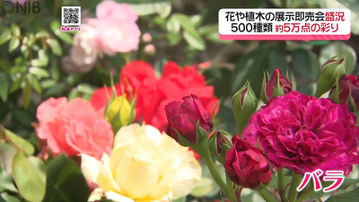 古賀植木まつり」開催 市場価格より2割～5割ほど安く販売 チェーンソー