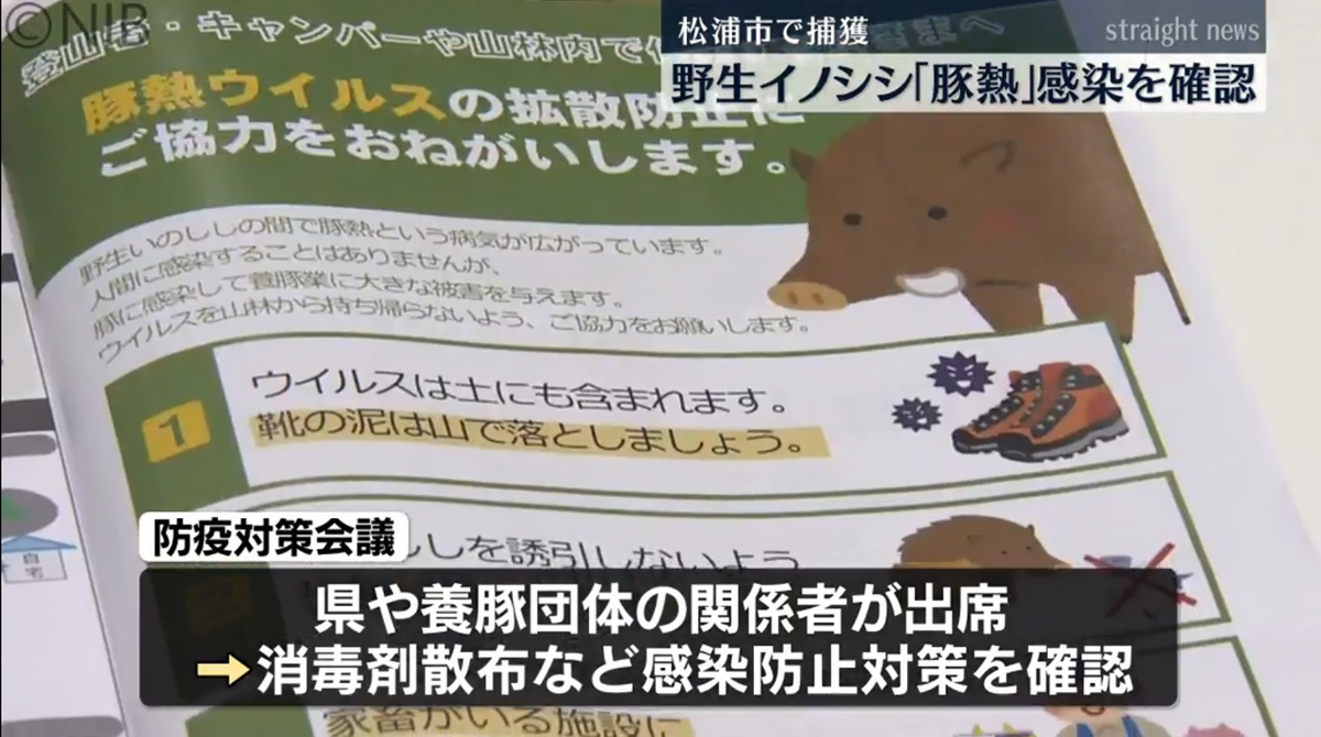 長崎県内で初めての野生イノシシの「豚熱」感染が判明　県が防疫対策会議を実施《長崎》