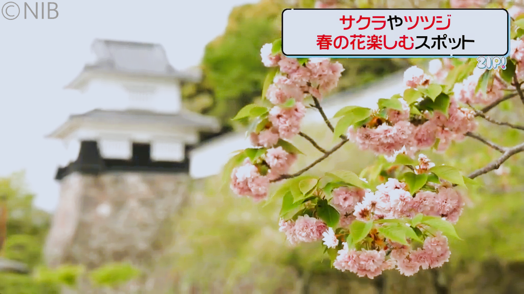 サクラの次はどの花見？「今から見ごろを迎える お花見スポット