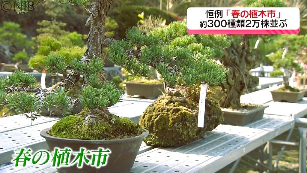 市場価格より3割以上安く販売　300種類2万株「春の植木市」長崎市古賀地区で開催《長崎》