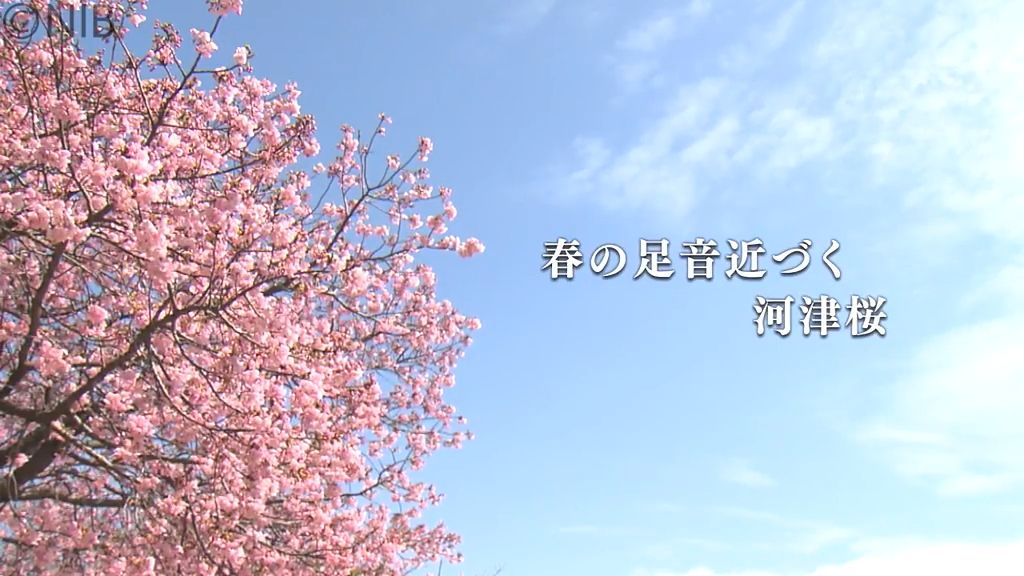 花言葉は…“思いを託します”　薄紅色に咲き誇る「河津桜」大村市で七分咲き《長崎》