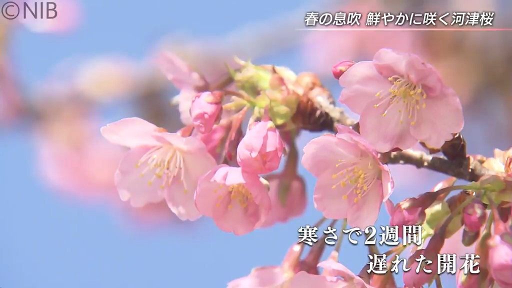春の便り】花言葉は…“思いを託します” 薄紅色に咲き誇る「河津桜」大村