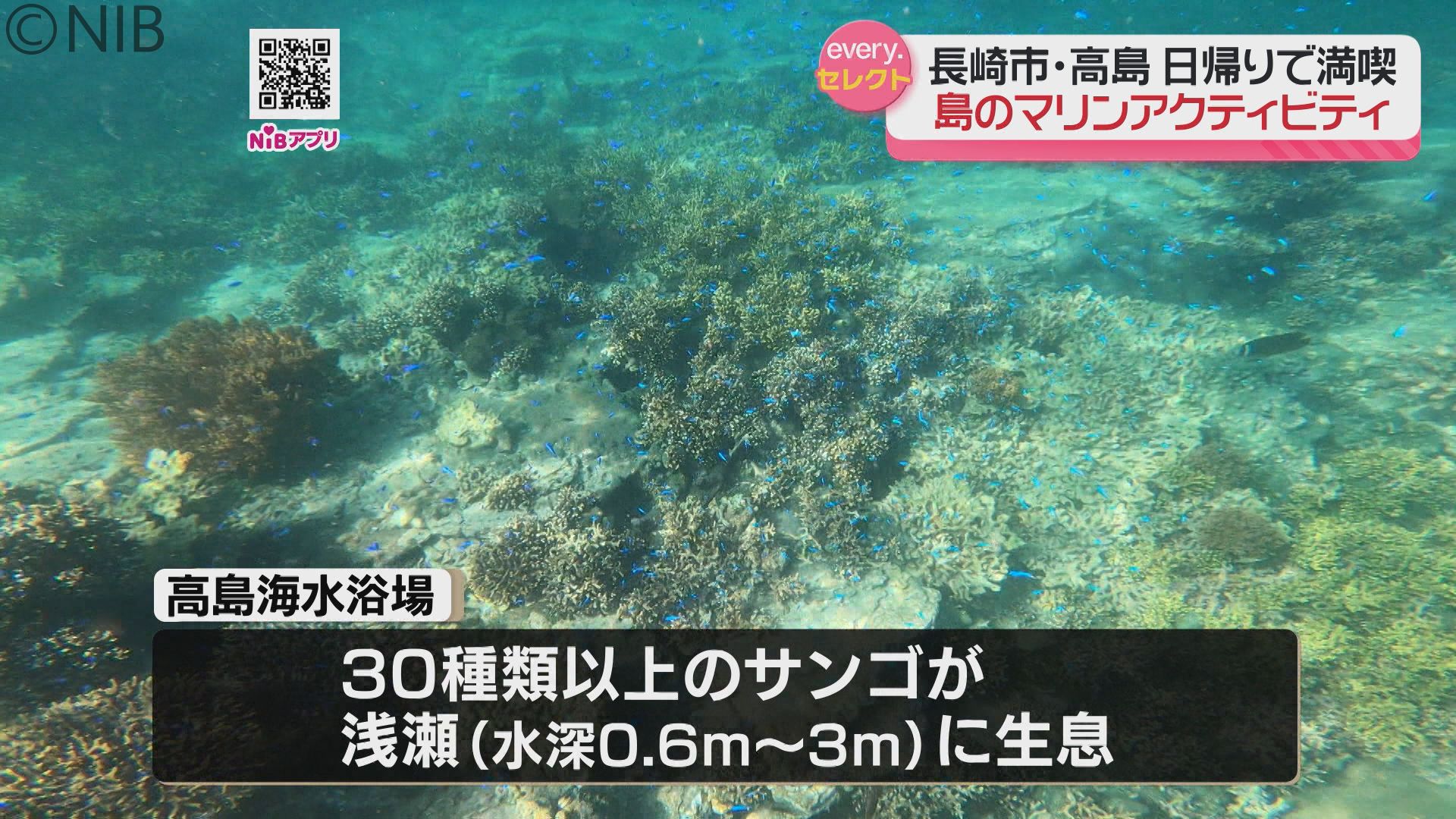 2ページ目 世界的にも珍しい「砂浜のそばでサンゴ観察」高島で気軽に