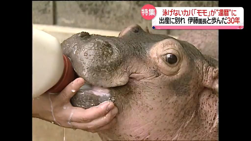 【特集】泳げないカバと飼育員の愛情物語　日本初の人工哺育で育ったカバのモモ30歳に《長崎》
