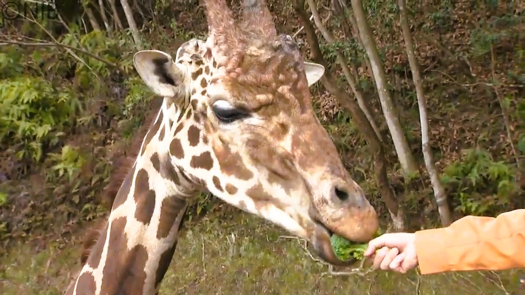 規格外の “捨てられる野菜” を運送会社が輸送支援「動物の餌に活用