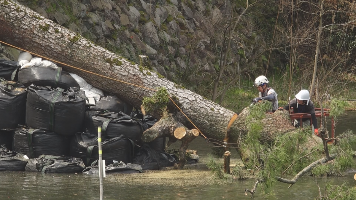 松江城山公園で倒れたクロマツの撤去作業 クレーンを使ってお堀から取り除く 島根県松江市
