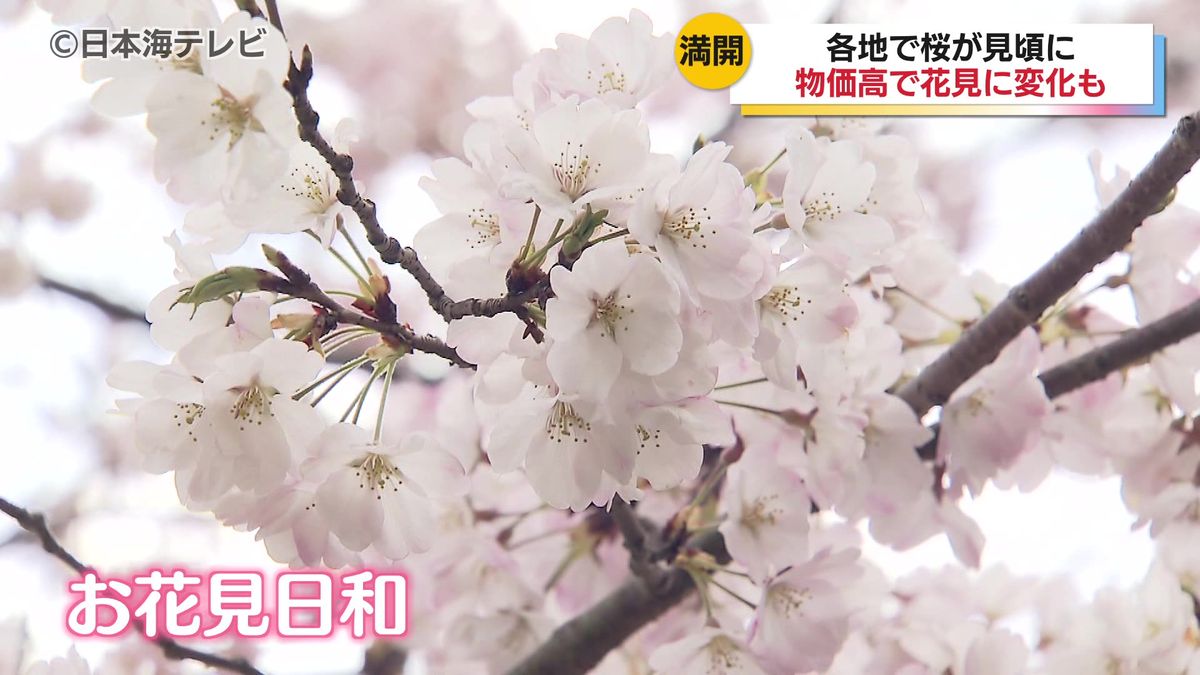 「おいしいものを食べてのんびり」 お花見日和となった山陰地方 気象台は桜の満開を発表