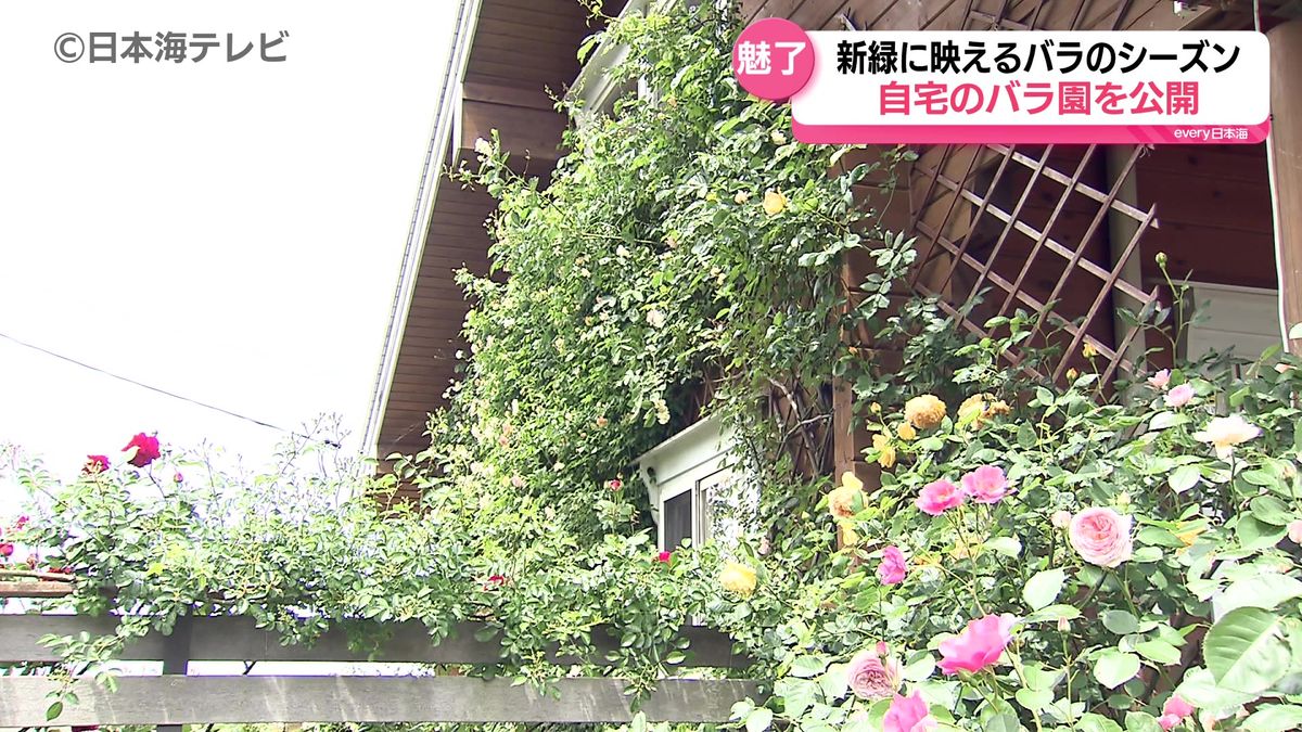 600平方メートルほどある庭で250種類以上の「バラ」　自宅でバラを栽培している個人宅の庭を公開する「オープンガーデン」　色とりどりのバラが見頃迎える　島根県出雲市