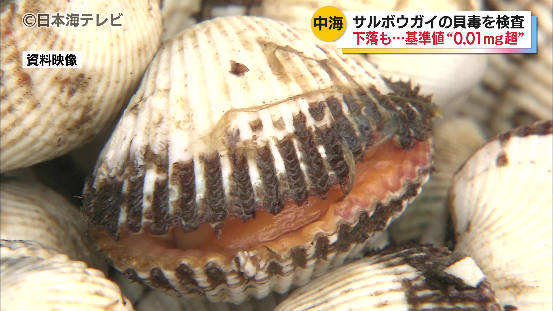 中海産「サルボウガイ」の貝毒問題で再検査 前回から検出値減少も未だ
