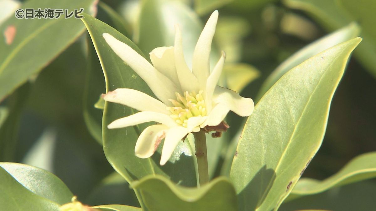 本来咲くのは4月から5月ごろ…　とっとり花回廊で春に咲く「シキミの花」が開花　猛暑の影響とみられるも原因は不明　鳥取県南部町