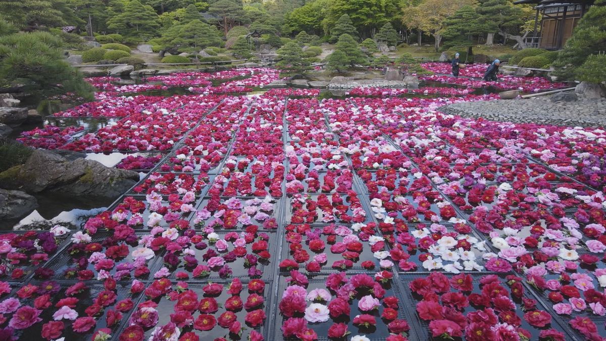 まるで絨毯　由志園で池一面に3万輪の牡丹が浮かべられる“池泉牡丹”　季節の花が咲き誇り観光客を魅了　島根県松江市
