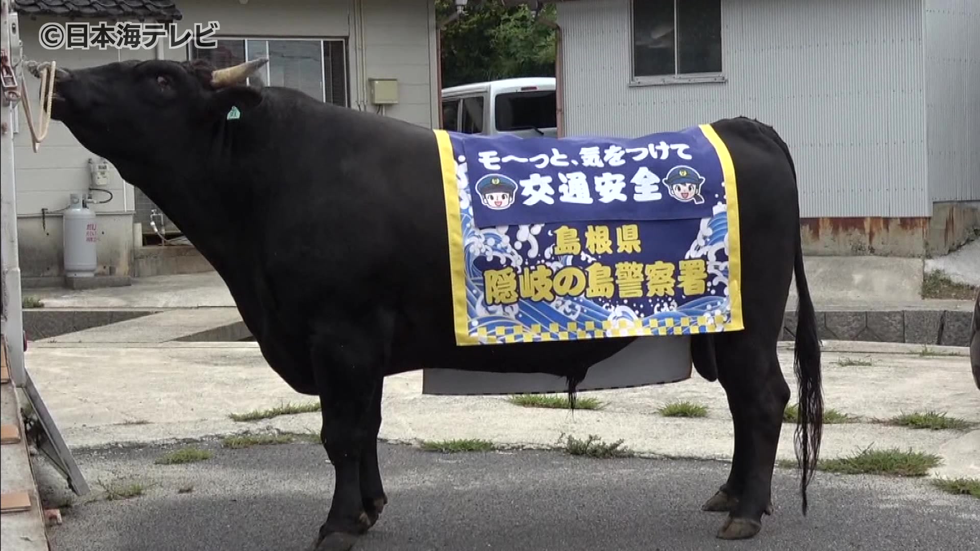 伝統行事「牛突き」の突き牛・仁王号が広報牛に委嘱 仁王号が見守る中