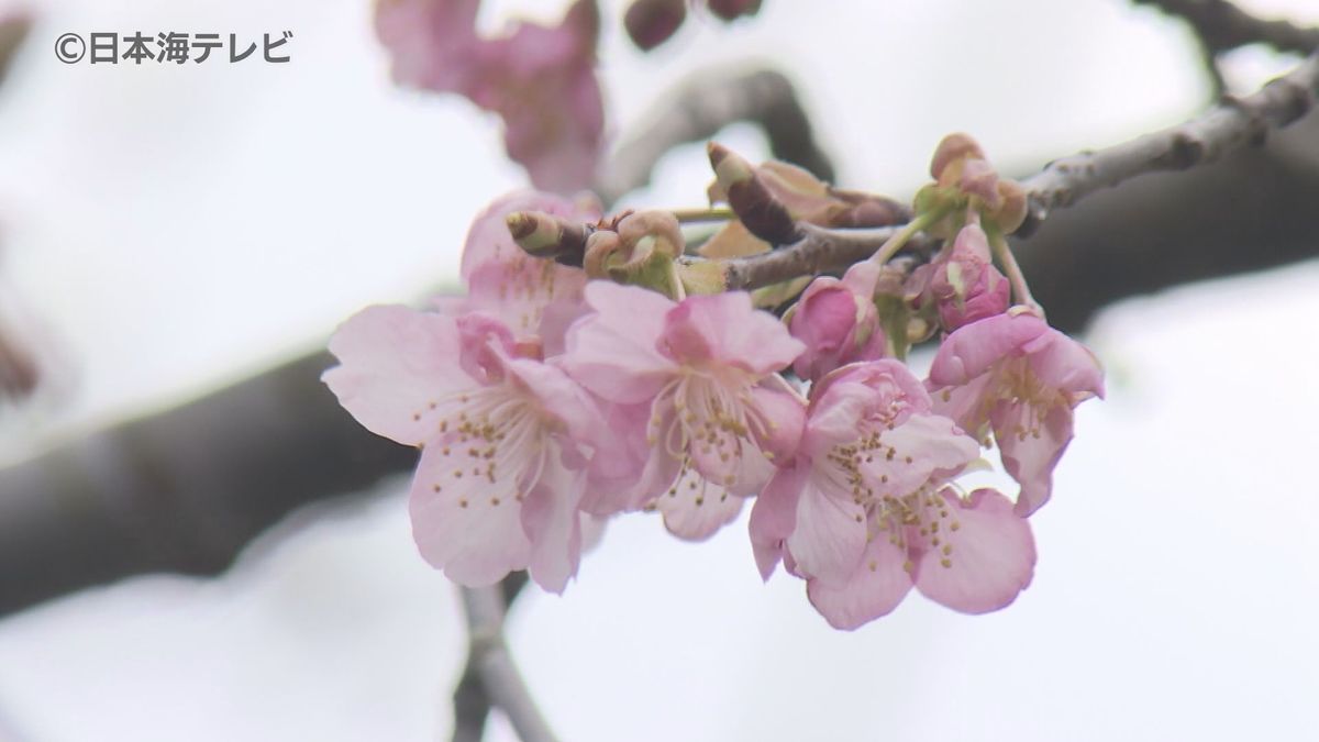 「今年は早いですね」　最近の暖かさで河津桜が開花宣言　本格的な見頃は2月の終わりから3月初旬の見込み　島根県雲南市