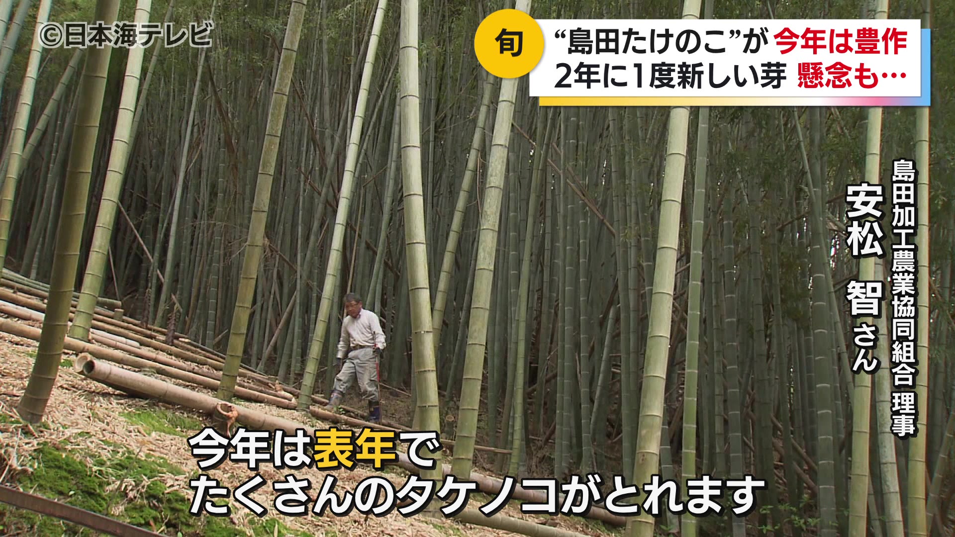 今年は “表年” ブランド島田たけのこが出荷のピーク 大雪の被害を