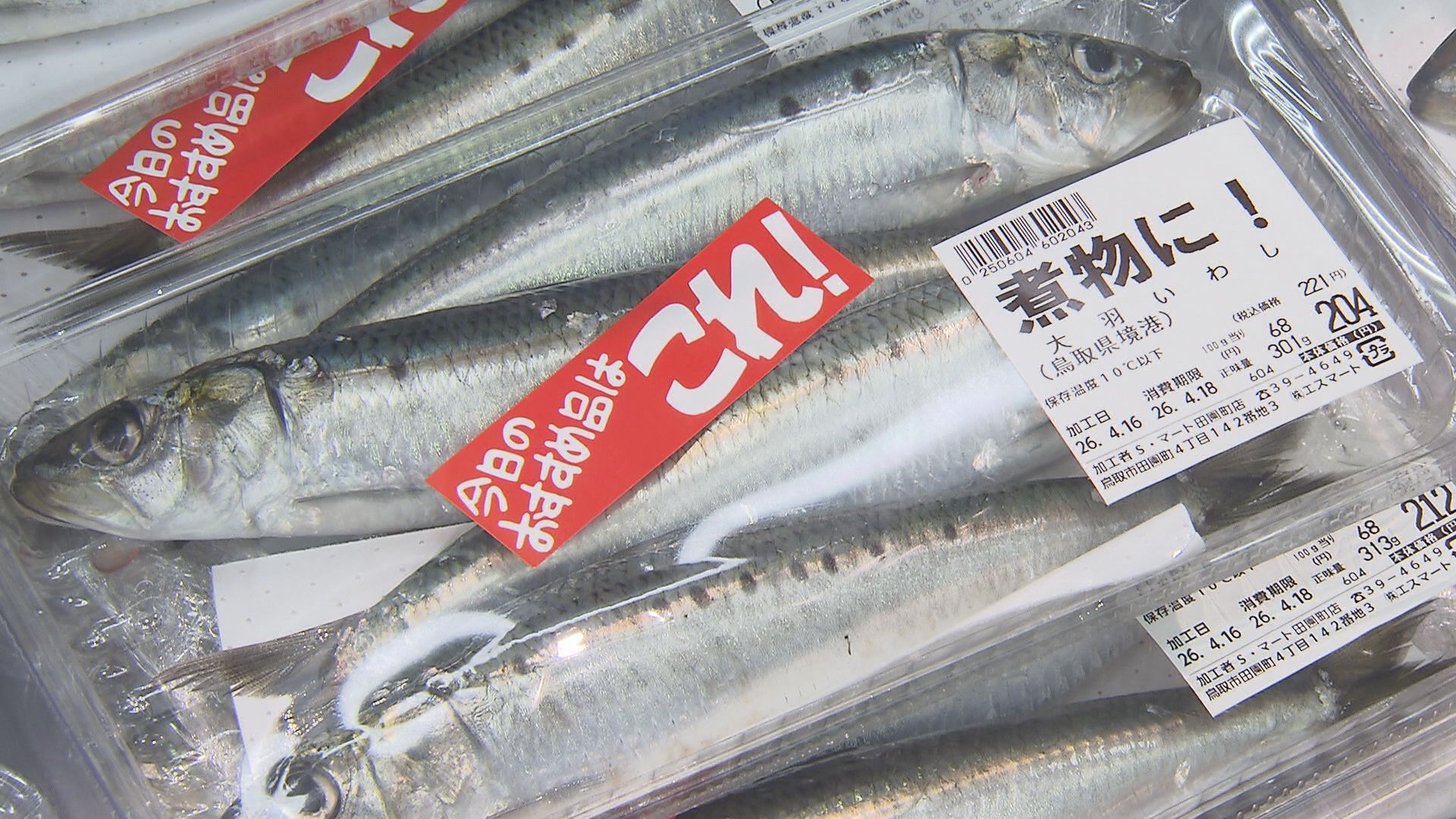 イワシ イワシの成長がよく大羽イワシを今年はメインで」青魚の代表格「イワシ