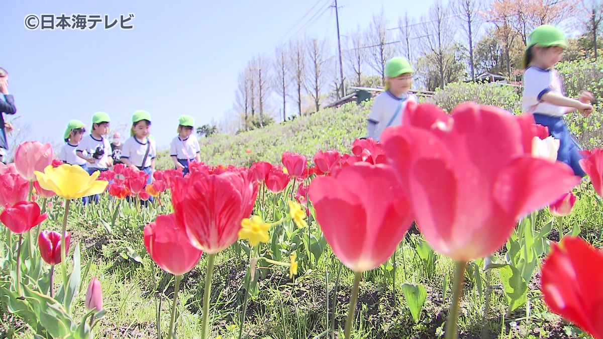 鮮やかな色合いの花畑が広がり春らんまん　約2000本のチューリップがかわいらしい花を咲かせる　鳥取県鳥取市