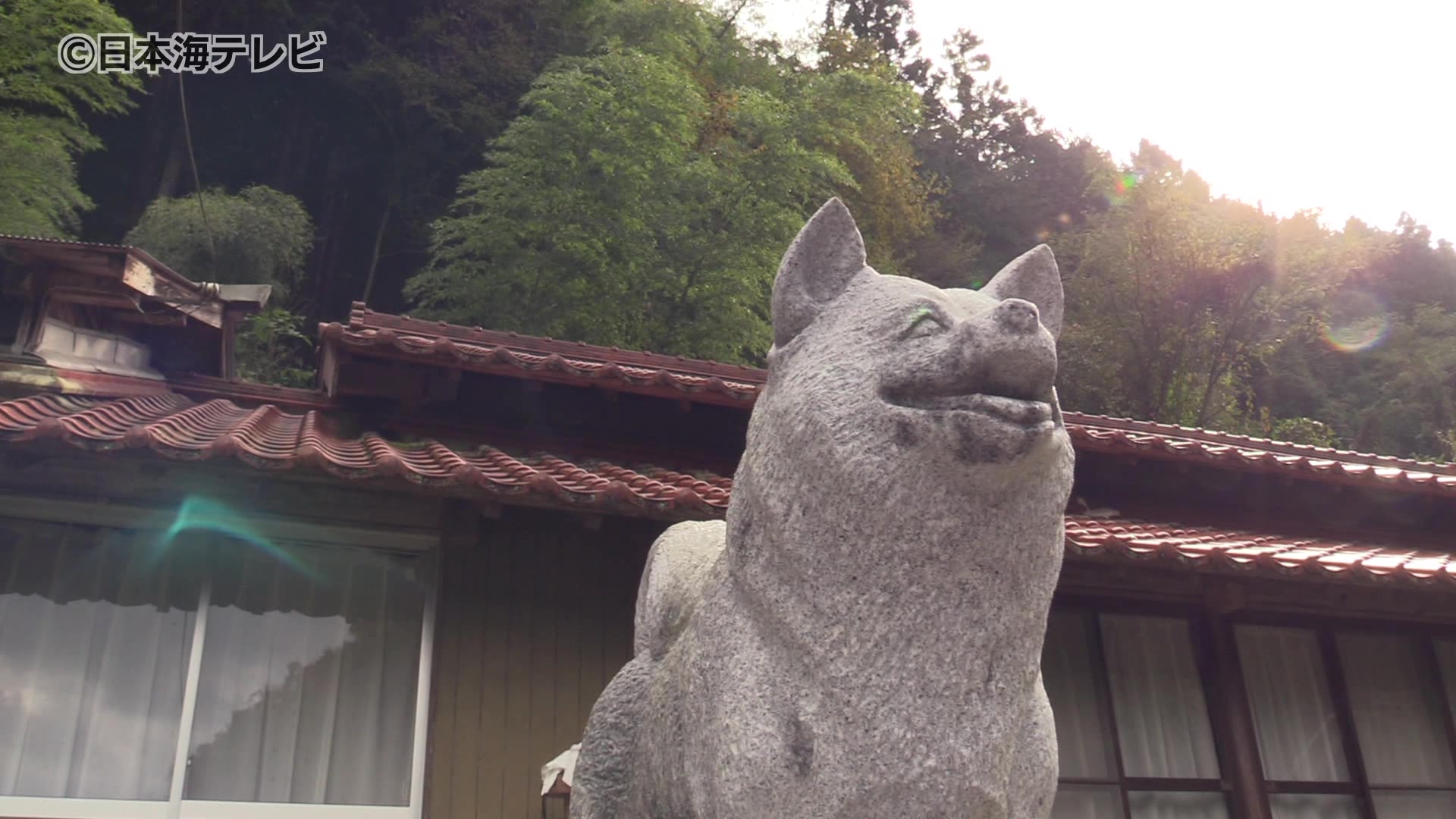 柴犬」のルーツは島根県！ 柴犬の祖先・石州犬「石号」の誕生日に