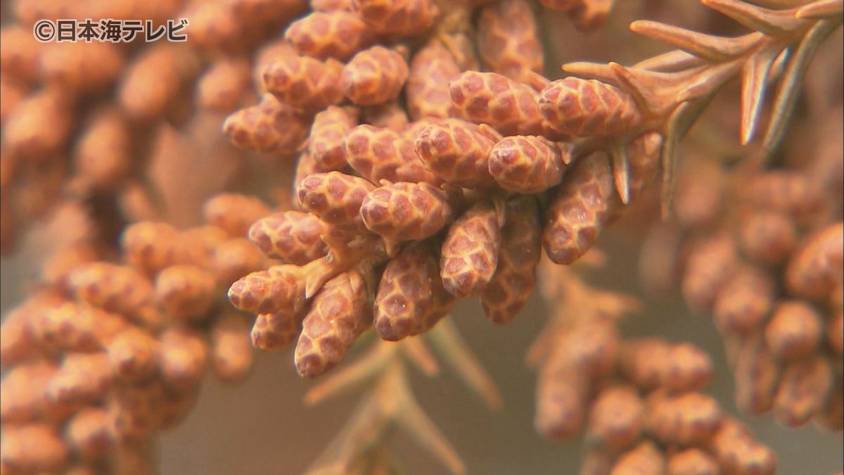 そろそろ気になる『花粉の飛散』　2月中旬からスギ花粉も予想される中、早めの花粉症対策がポイント！