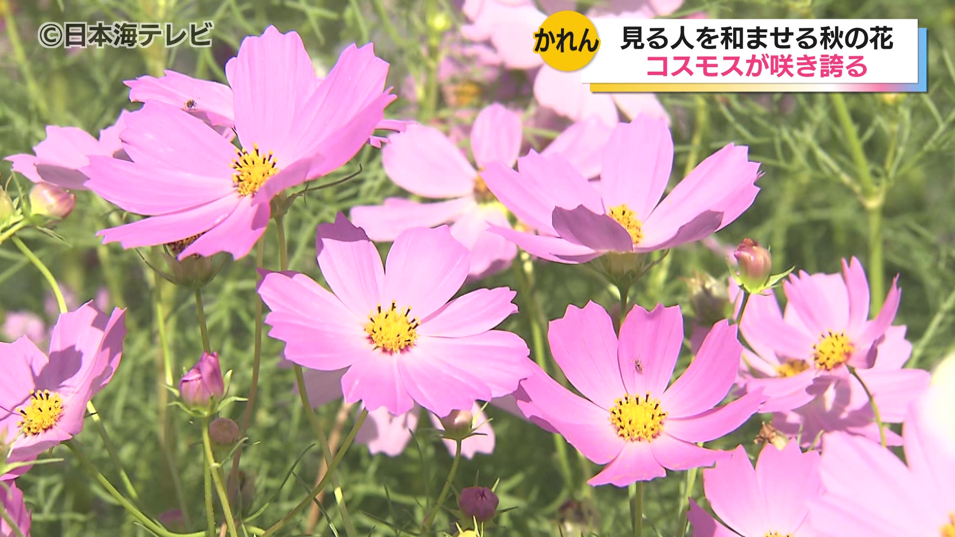 秋も深まり可憐な花 米子市淀江町でコスモスが見頃 地元住民が育てる