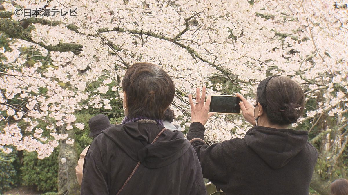 暖かい春陽気から一転肌寒い気温に　寒空の中、満開の桜を楽しむ花見客でにぎわい　夜には桜のライトアップも開催　鳥取県倉吉市