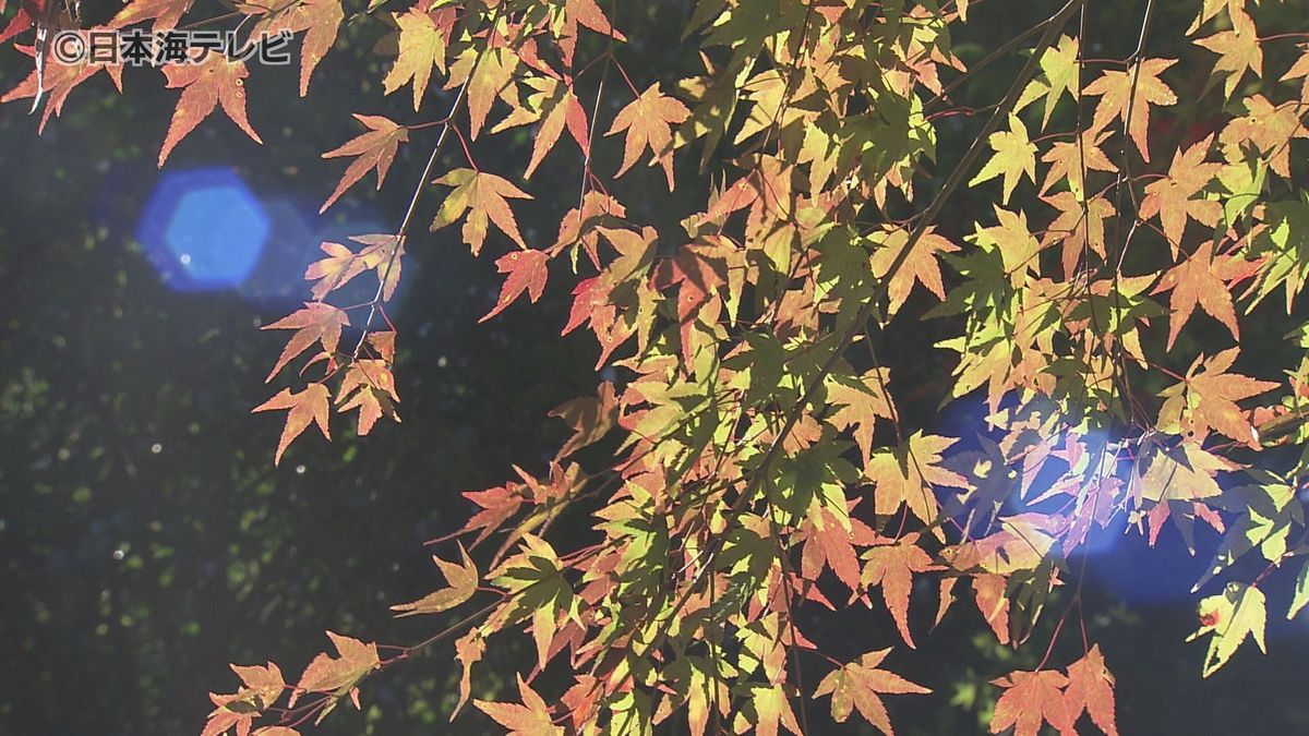 11月8日は立冬だけど紅葉の色づきは…　見頃はいつから？　鳥取県智頭町