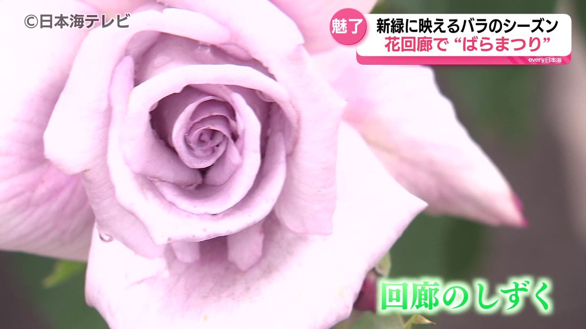 バラのシーズン到来　とっとり花回廊の「ばらまつり」では1000株のバラが甘い香りで出迎える　鳥取県南部町