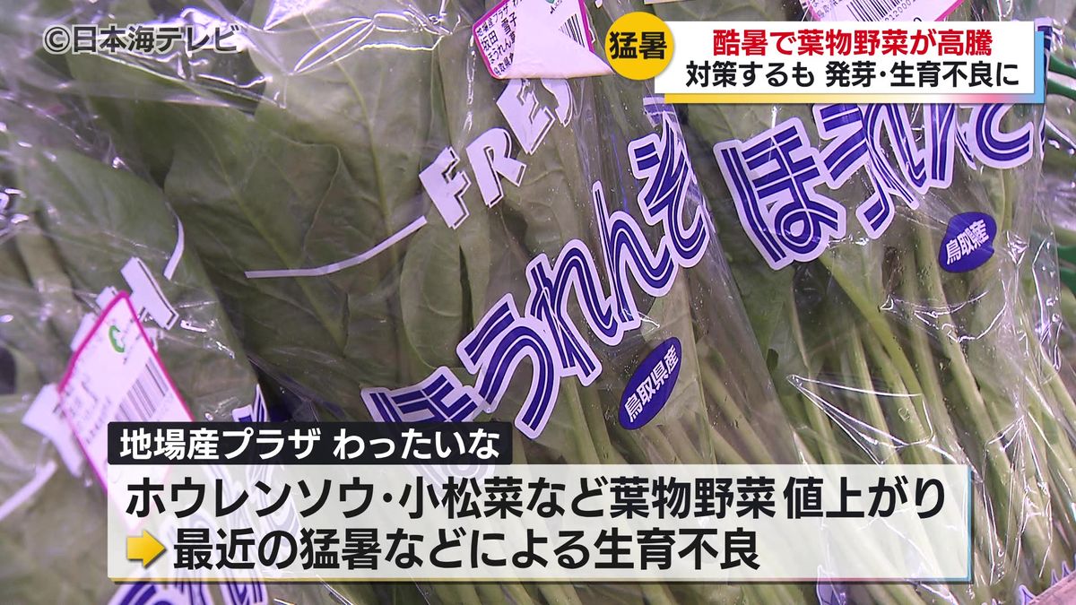 各地で過去最も遅い猛暑日に　この影響は葉物野菜に　生育不良で値上がりする事態に　