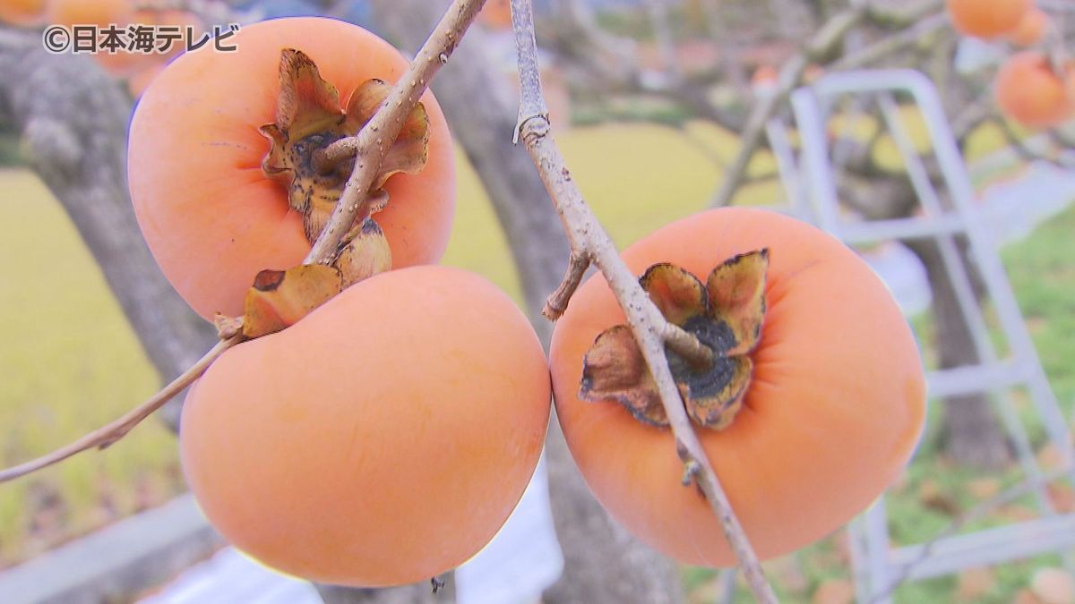 「非常においしくて甘い柿」　糖度が20度以上にもなる“花御所柿”　収穫進む　鳥取県八頭町