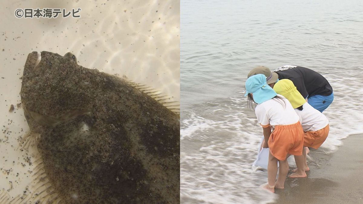 小さな命に触れて海の生き物を学ぶ　園児たちがヒラメの稚魚放流　鳥取県鳥取市