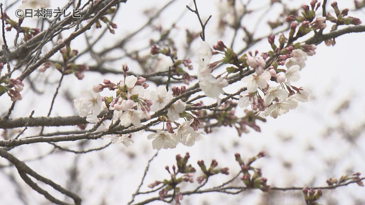 「最高でした」　山陰各地で穏やかな陽気に…　桜も咲き始める　鳥取県・島根県