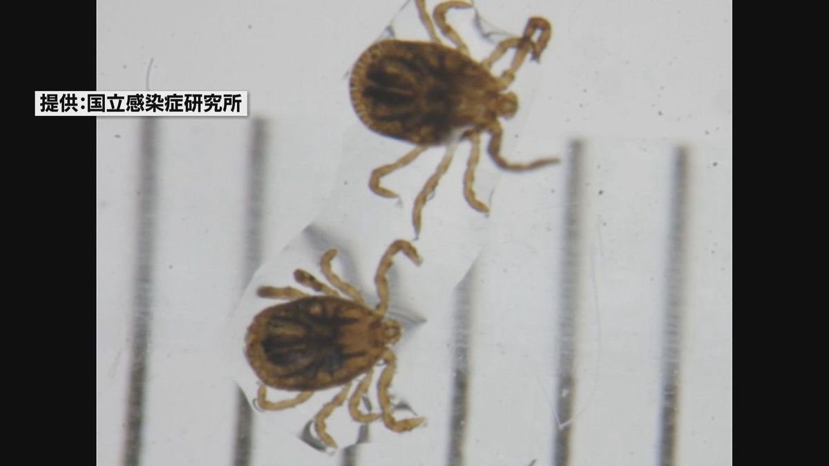 マダニに刺されることによって感染する日本紅斑熱 鳥取県で今年初めての患者 70代男性が感染