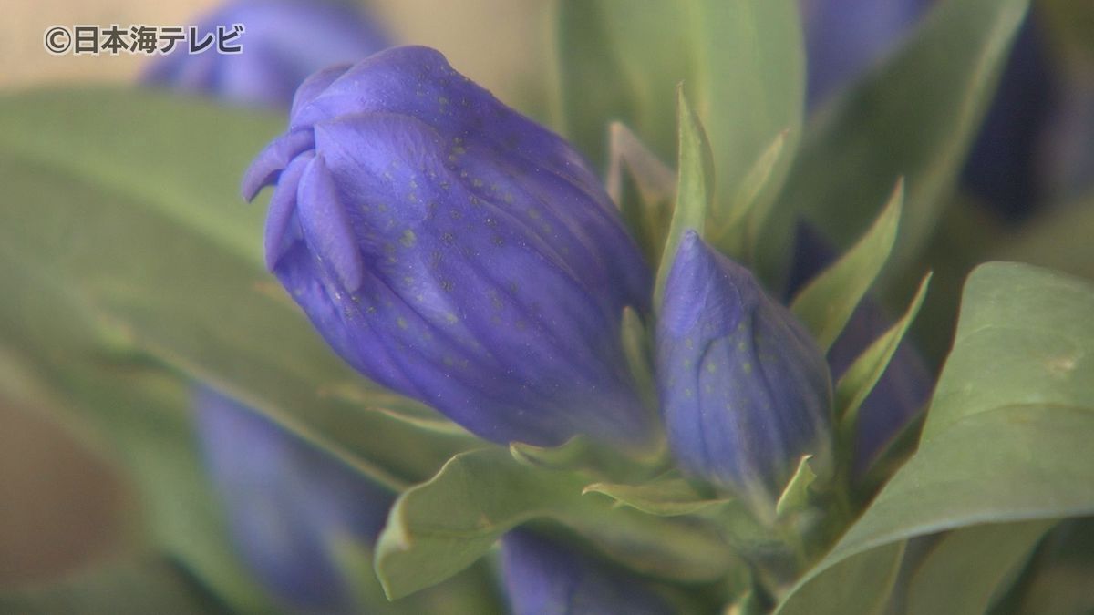 色鮮やかな青紫色の花「リンドウ」　全国に向けて出荷　鳥取県智頭町