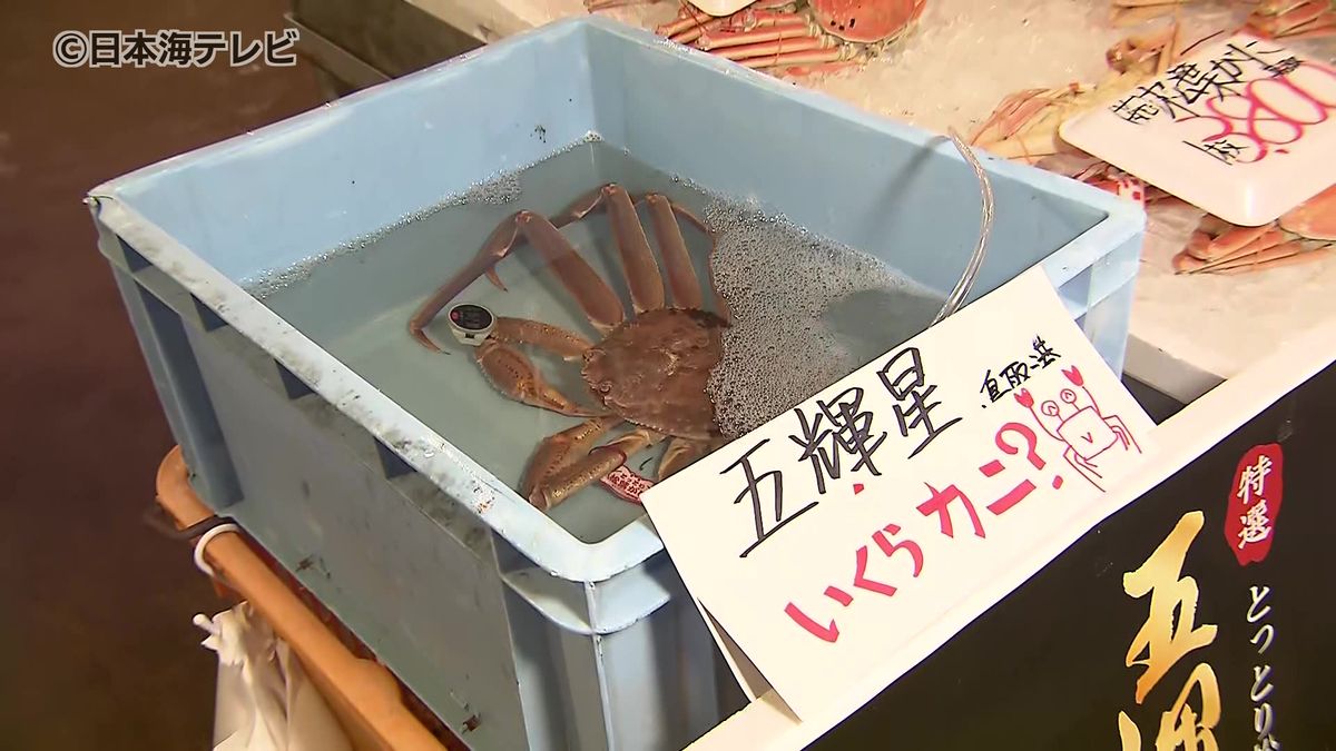 ズワイガニ漁　漁獲好調も価格は去年下回る　漁獲枠の消化は例年ペース　鳥取県