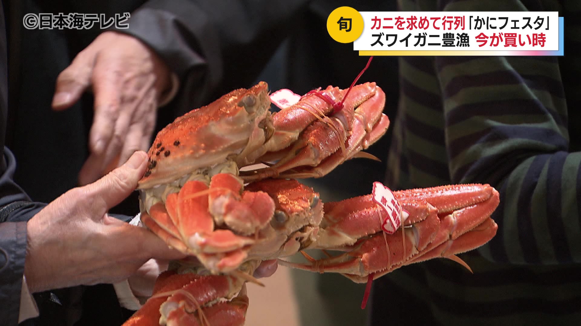 11月に解禁されたズワイガニ漁に合わせ「鳥取かにフェスタ」開催 会場